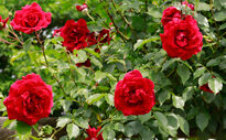 Rosier Red Parfum Mioulane NewsJardinTV NPM 914376140