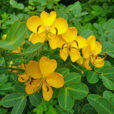 Senna alexandrina Flora