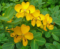 Senna alexandrina Flora