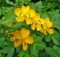 Senna alexandrina Flora