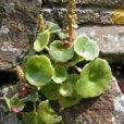 Umbilicus rupestris Sannse