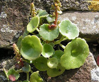 Umbilicus rupestris Sannse