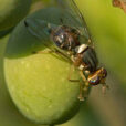 bactrocera oleae mouche olive Diptera