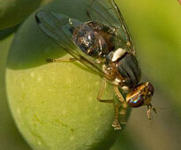 bactrocera oleae mouche olive Diptera