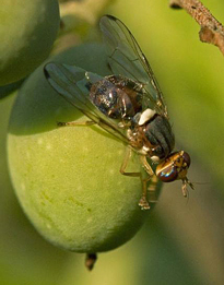 bactrocera oleae mouche olive Diptera