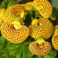 calceolaria Hybrida Flora