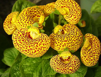 calceolaria Hybrida Flora