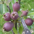 eclaircissage poire Flora
