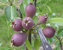 eclaircissage poire Flora