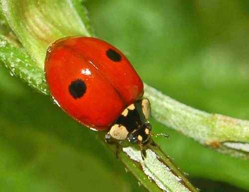 Adalia bipunctata Fauna