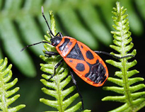 Gendarme insecte vignette Fauna