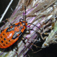 Gendarme insecte