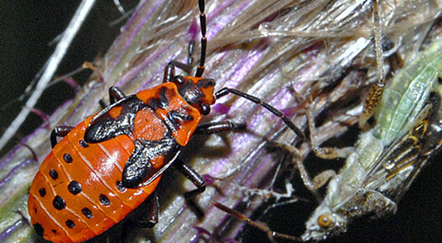 Gendarme insecte