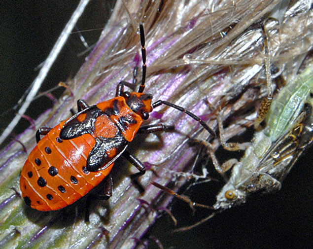 Gendarme insecte