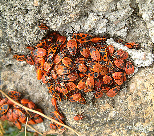 Gendarmes insectes Groupe