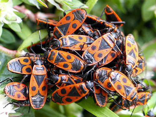 Gendarmes pyrrhocoridae Fauna