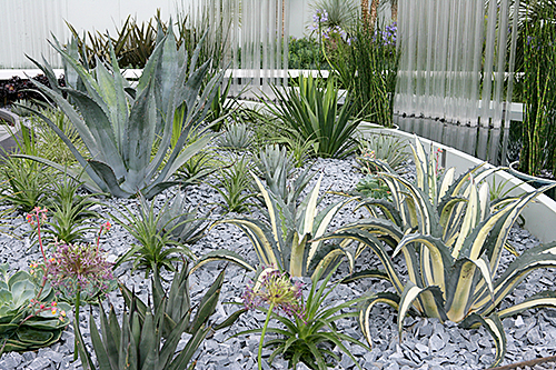 Jardin Agave Mioulane NewsJardinTV NPM 850312384