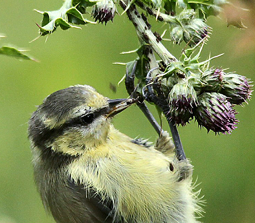 Mesange Puceron Chardon Fauna