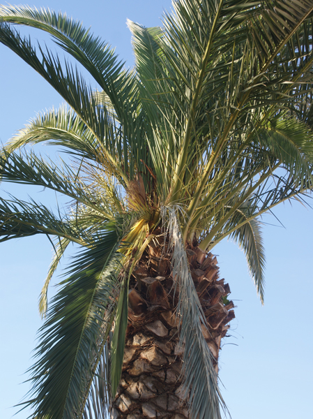 Phoenix canariensis Rhynchophorus ferrugineus Debut attaque