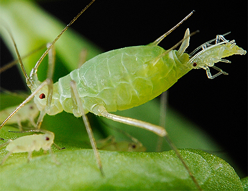 Puceron Naissance Parthenogenese