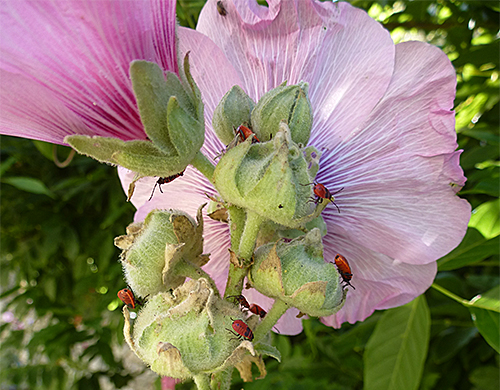 Pyrrhocoris apterus Alcea rosea