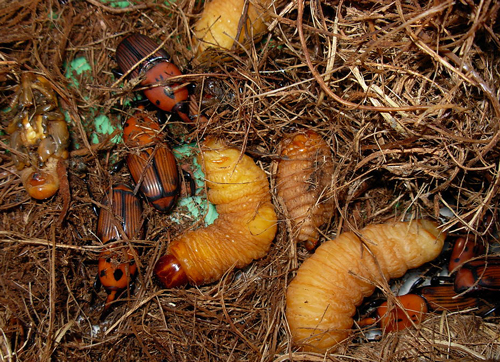 Rhynchophorus ferrugineus larves adultes Fauna