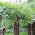 Trachycarpus_fortunei