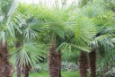 Trachycarpus_fortunei