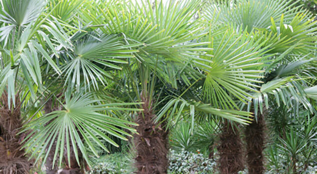 Trachycarpus_fortunei