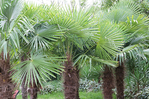 Trachycarpus_fortunei