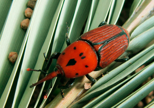 rhynchophorus ferrugineusadulte Fauna