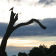 Aube Arbre aigle ciel Mioulane NewsJardinTV 77114455