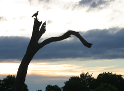 Aube Arbre aigle ciel Mioulane NewsJardinTV 77114455