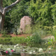 Bassin Nymphaea Mioulane NewsJardinTV NPM 850309015