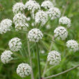 Cicuta virosa Hortipedia
