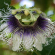 Passiflora edulis Fleur Mioulane NewsJardixnTV 01