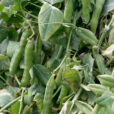 Pois Pisum sativum Mioulane NewsJardinTV NPM 850407587