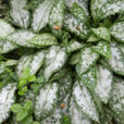 Pulmonaria Mioulane NewsJardinTV NPM 2507525979