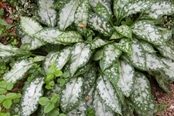 Pulmonaria Mioulane NewsJardinTV NPM 2507525979