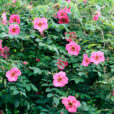 Rosa Davidii Mioulane NewsJardinTV NPM 2507525474