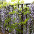 Glycine Floraison Mioulane NewsJardinTV NPM 719510580