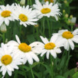 Leucanthemum vulgare Mioulane NewsJardinTV 9N7B7508