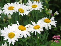 Leucanthemum vulgare Mioulane NewsJardinTV 9N7B7508