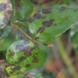 Marsonia Tache noire Rosier Mioulane NewsJardinTV NPM 84955093