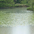 Pluie Jardin Bassin Mioulane NewsJardixnTV NPM 2307512980
