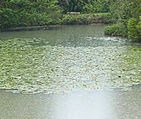 Pluie Jardin Bassin Mioulane NewsJardixnTV NPM 2307512980