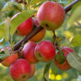 Pomme Flora