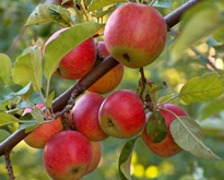 Pomme Flora