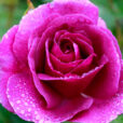 Rosa Minerva Rosee Mioulane NewsJardinTV NPM 914374982