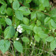 Rubus fruticosus Flora